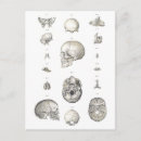Pesquisar por skull cartoes postais Anatomia