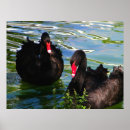 Pesquisar por branco vermelho preto pôsteres pósteres Animal