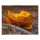 Pesquisar por raiz pósteres Terra