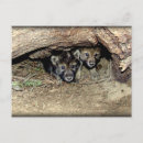 Pesquisar por filhote de lobo cartoes postais Vida selvagem