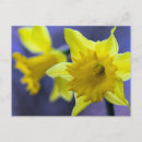 Pesquisar por páscoa feliz cartoes postais Daffodil