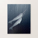 Pesquisar por narwhal Vida marinha