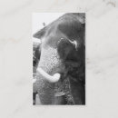 Pesquisar por elefante branco cartao de visita Natureza