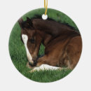 Pesquisar por warmbloods Equestre