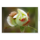 Pesquisar por rosebud Verde