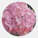 Pesquisar por plantas de florescência Flor cor de rosa