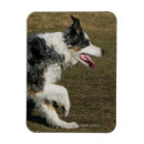 Pesquisar por de border collie imas Funcionamento