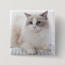Pesquisar por ragdoll botons Felino