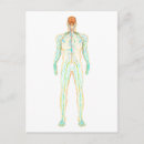 Pesquisar por anatomia humana cartoes postais Circulação