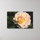Pesquisar por híbrido impressão de canvas Rosa de chá