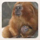 Pesquisar por macaco bonito copos bares Primatas