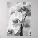 Pesquisar por orchidee Blumen
