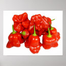 Pesquisar por chili pôsteres pósteres Picante
