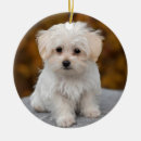 Pesquisar por cão maltês ornamentos Animal