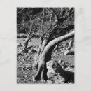 Pesquisar por black and white photography cartoes postais Nature
