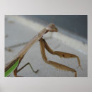 Pesquisar por praying pôsteres pósteres Insect
