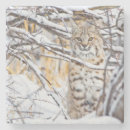 Pesquisar por carnivora porta copos Delimont do danita