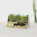Pesquisar por yellowstone cartoes Fotografia