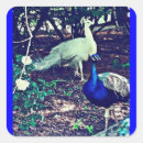 Pesquisar por peacock adesivos Vintage