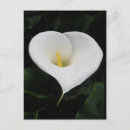 Pesquisar por calla lilly Lírios