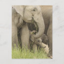 Pesquisar por elefante indiano cartoes postais Pastagem