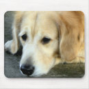 Pesquisar por golden retriever Cães