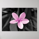 Pesquisar por plumeria pôsteres pósteres Flor