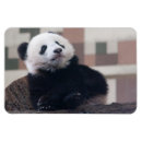 Pesquisar por ursos de panda imas Preto e branco