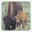 Pesquisar por wyoming adesivos Prado
