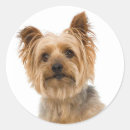 Pesquisar por yorkshire terrier adesivos Cachorros