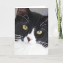Pesquisar por tuxedo cat cartoes Cute