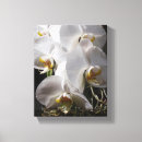 Pesquisar por orquídea branca impressão de canvas Natureza