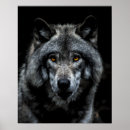 Pesquisar por dos animais selvagens pósteres Lobo