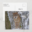 Pesquisar por lobo neve cartoes postais Alaska