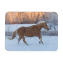 Pesquisar por execução imas Fazenda