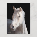 Pesquisar por curly cartoes postais Cavalo