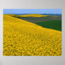 Pesquisar por agricultura pôsteres pósteres Canola