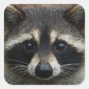 Pesquisar por guaxinim adesivos Qualquer pessoa