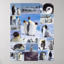 Pesquisar por penguin pósteres Antártica