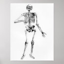Pesquisar por esqueleto humano pôsteres pósteres Anatomia