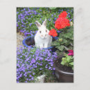 Pesquisar por rabbit cartoes postais Animals