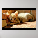 Pesquisar por triste pôsteres pósteres Gatinho