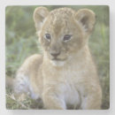 Pesquisar por serengeti porta copos Felino