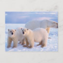 Pesquisar por urso branco cartoes postais Filhote