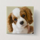 Pesquisar por retrato botons Animais