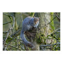 Pesquisar por esquilo de árvore pôsteres pósteres Mamífero