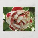 Pesquisar por tulipas brancas cartoes postais Jardins