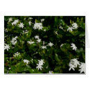 Pesquisar por jasmine cartoes Floral