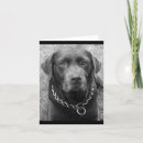 Pesquisar por chocolate labrador Obrigado