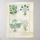 Pesquisar por plantas medicinais pôsteres pósteres C12th